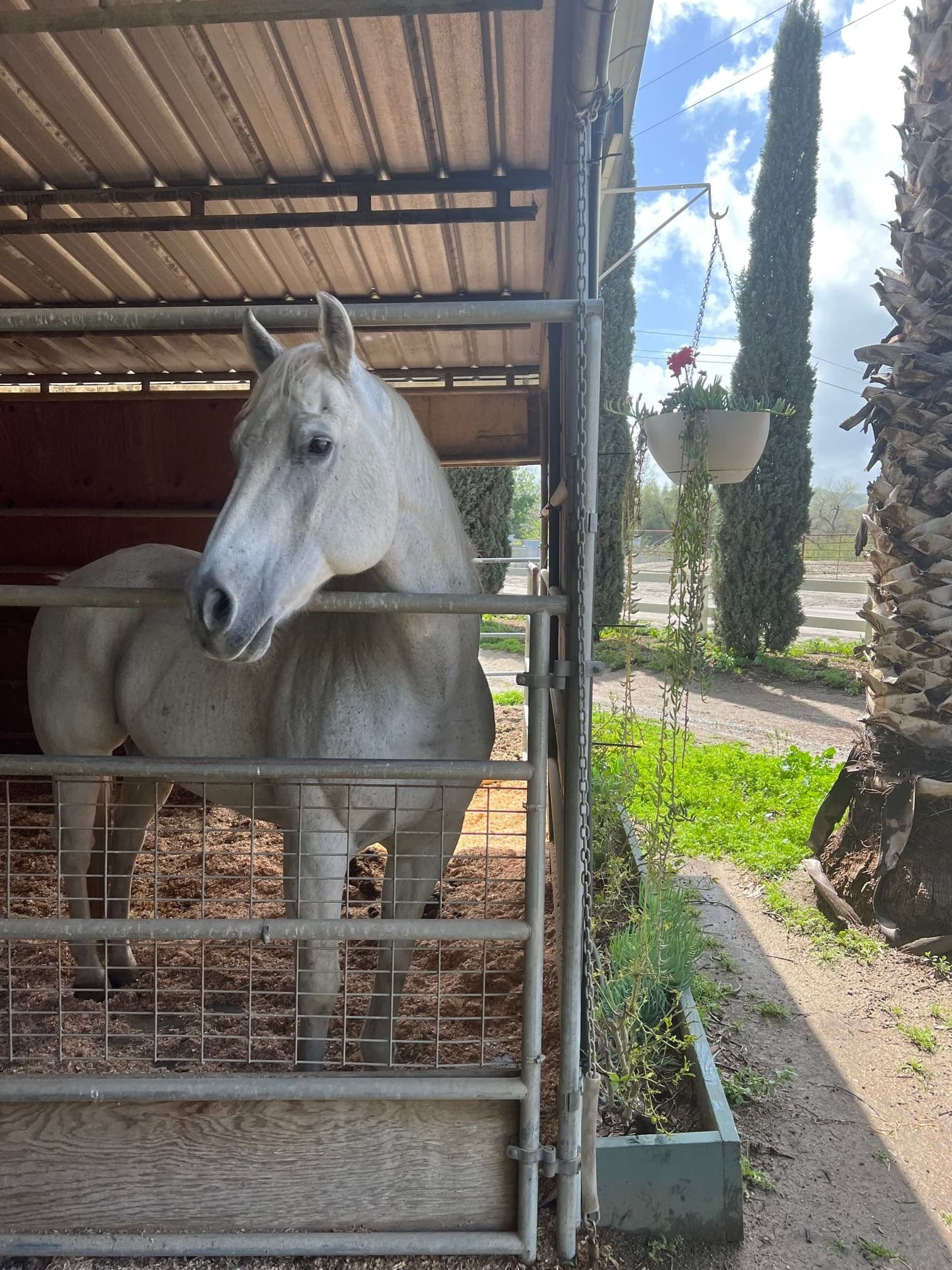 A grey horse looking out over the gate of its covered box stall, cypress trees and a hanging flower basket beyond