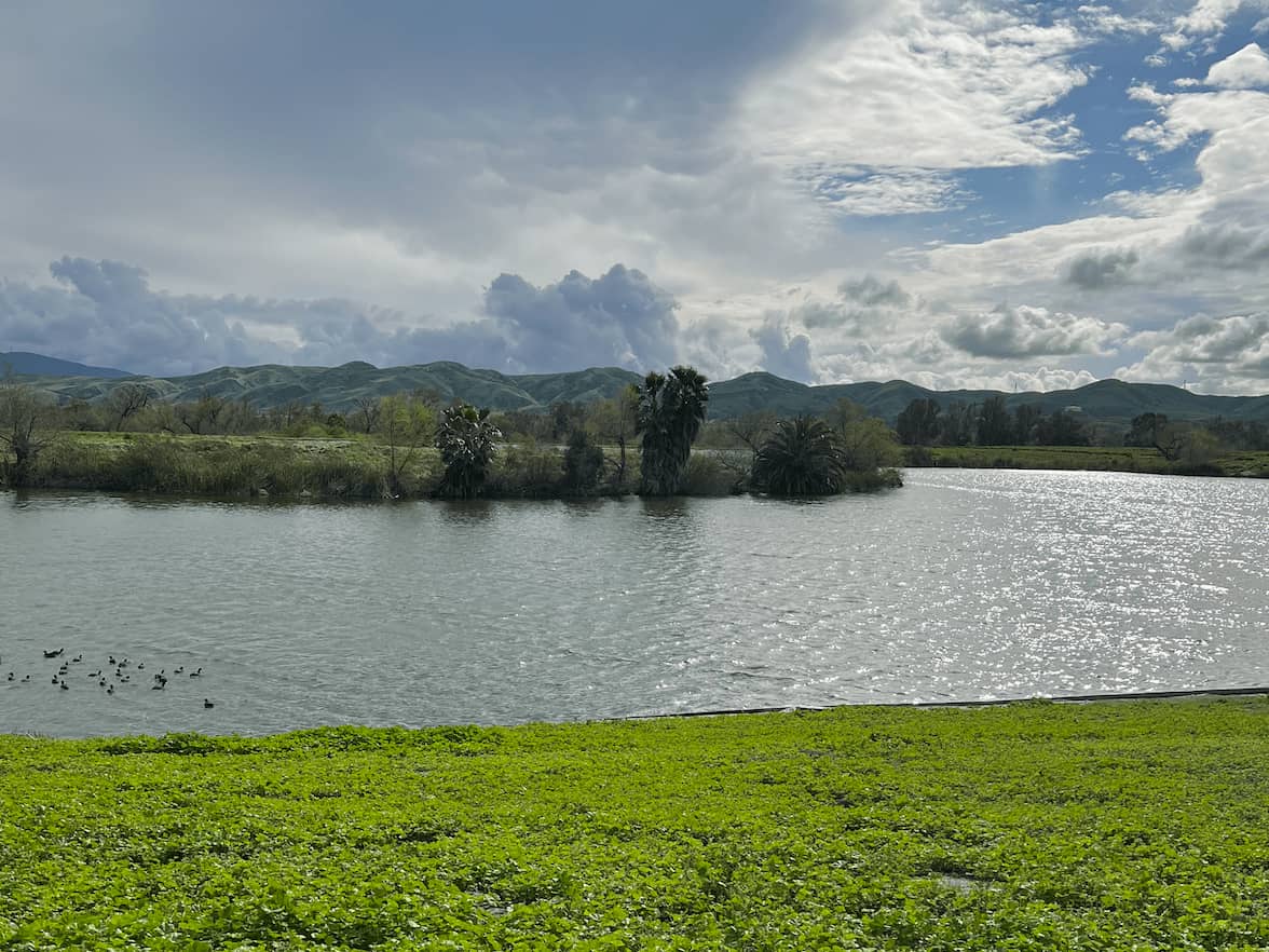 Ducks on a wide pond ringed by palms and green hills in Prado Regional Park