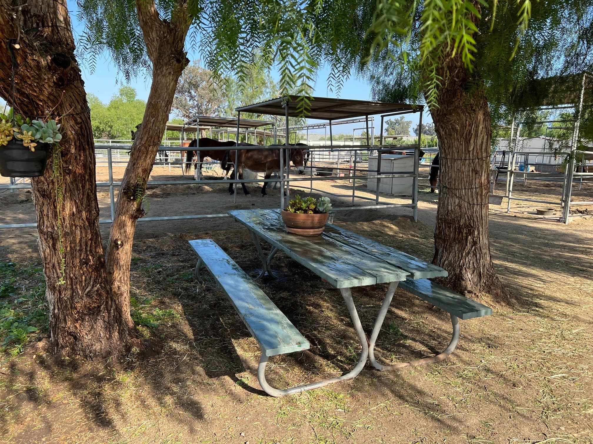 A green picnic table under pepper trees beside the corrals, horses grazing behind