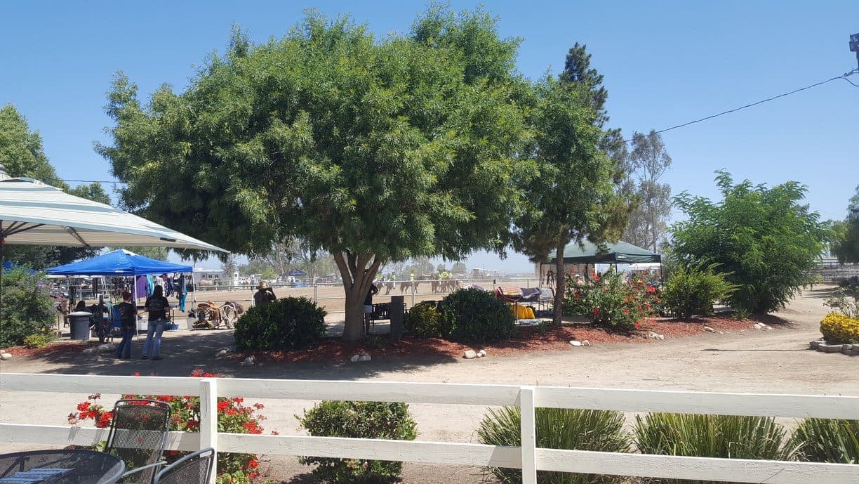 Show-day tents and tack set up in the shade of a big pepper tree beside the arena